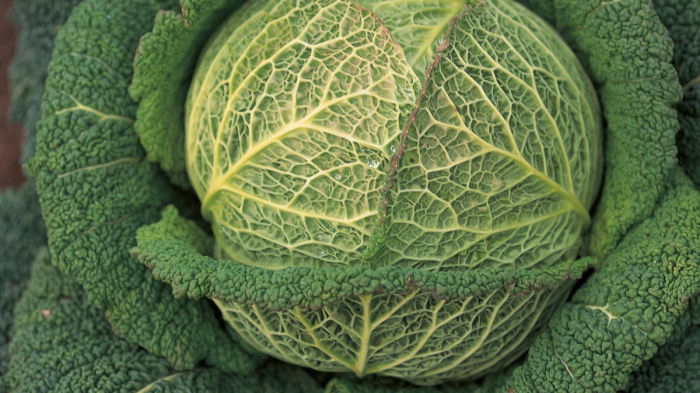 A close up of a vibrant green cabbage with light and dark shades