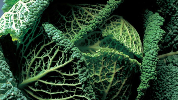 A close up of a vibrant green cabbage with light and dark shades