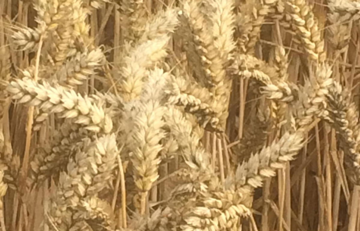 A close up picture of wheat growing in a field