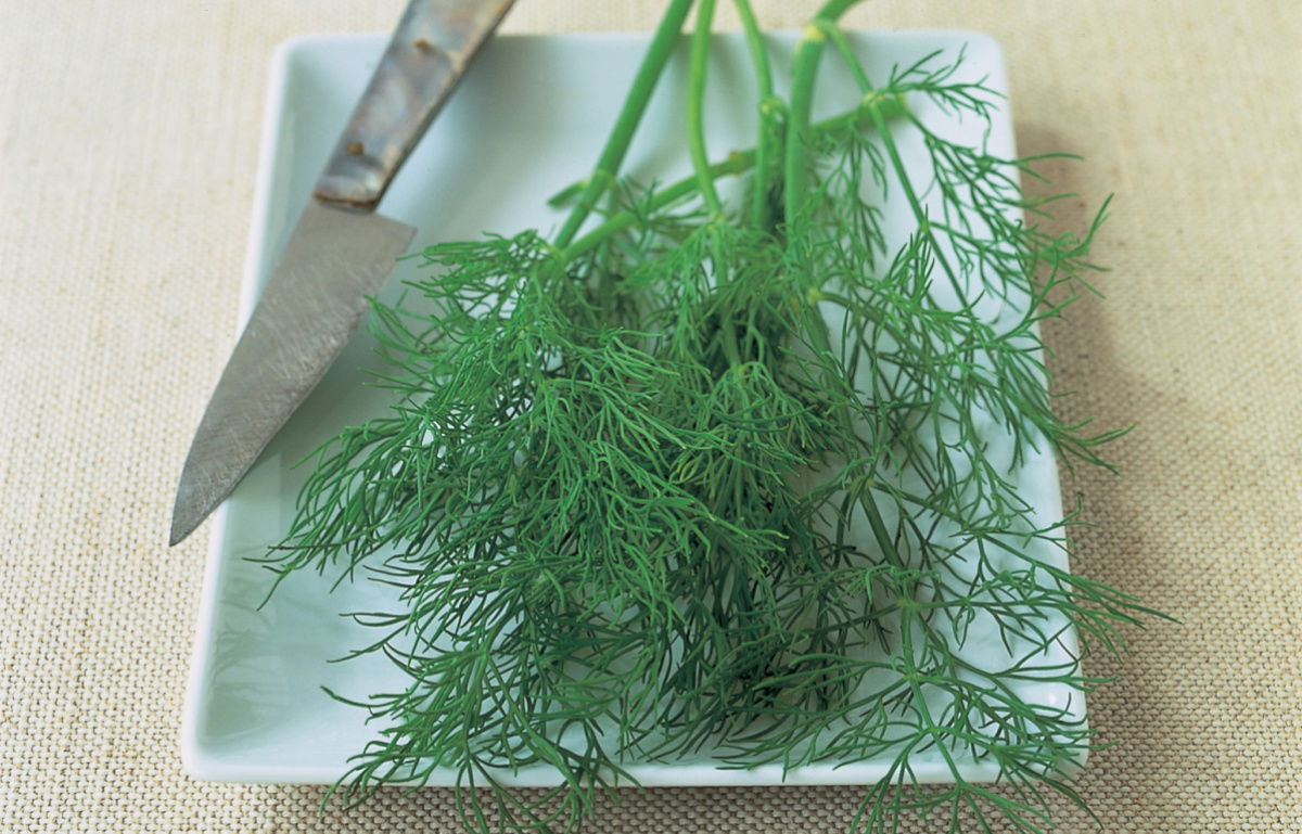 A picture of Dill