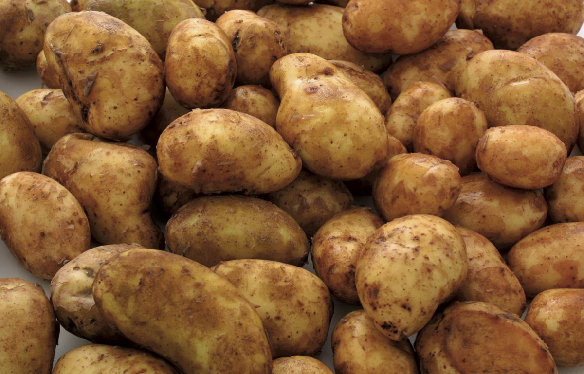 A picture of Jersey Royal Potatoes: The Premium British New Potato