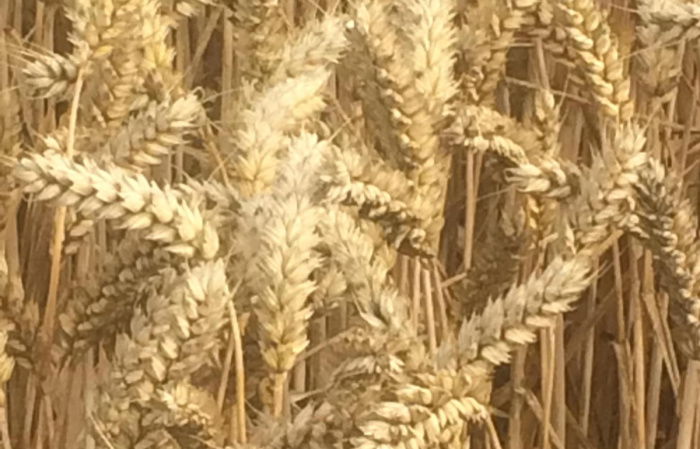 A close up picture of wheat growing in a field