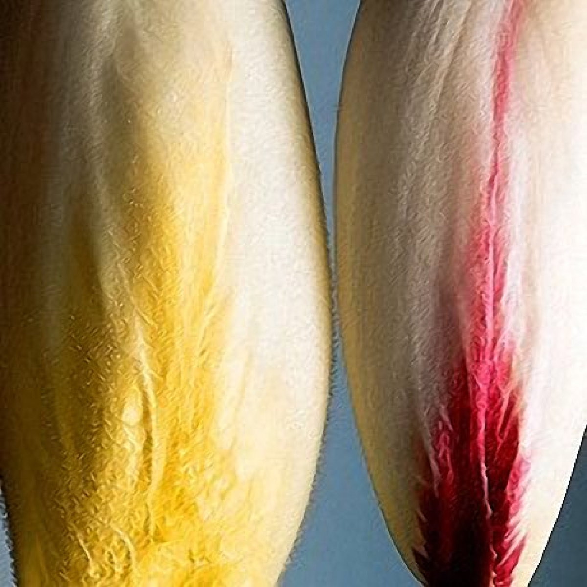 A picture of Delia's Chicory heads ingredient