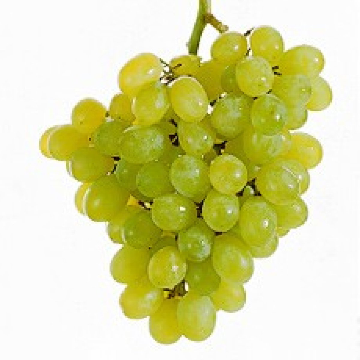 A picture of Delia's Grapes ingredient