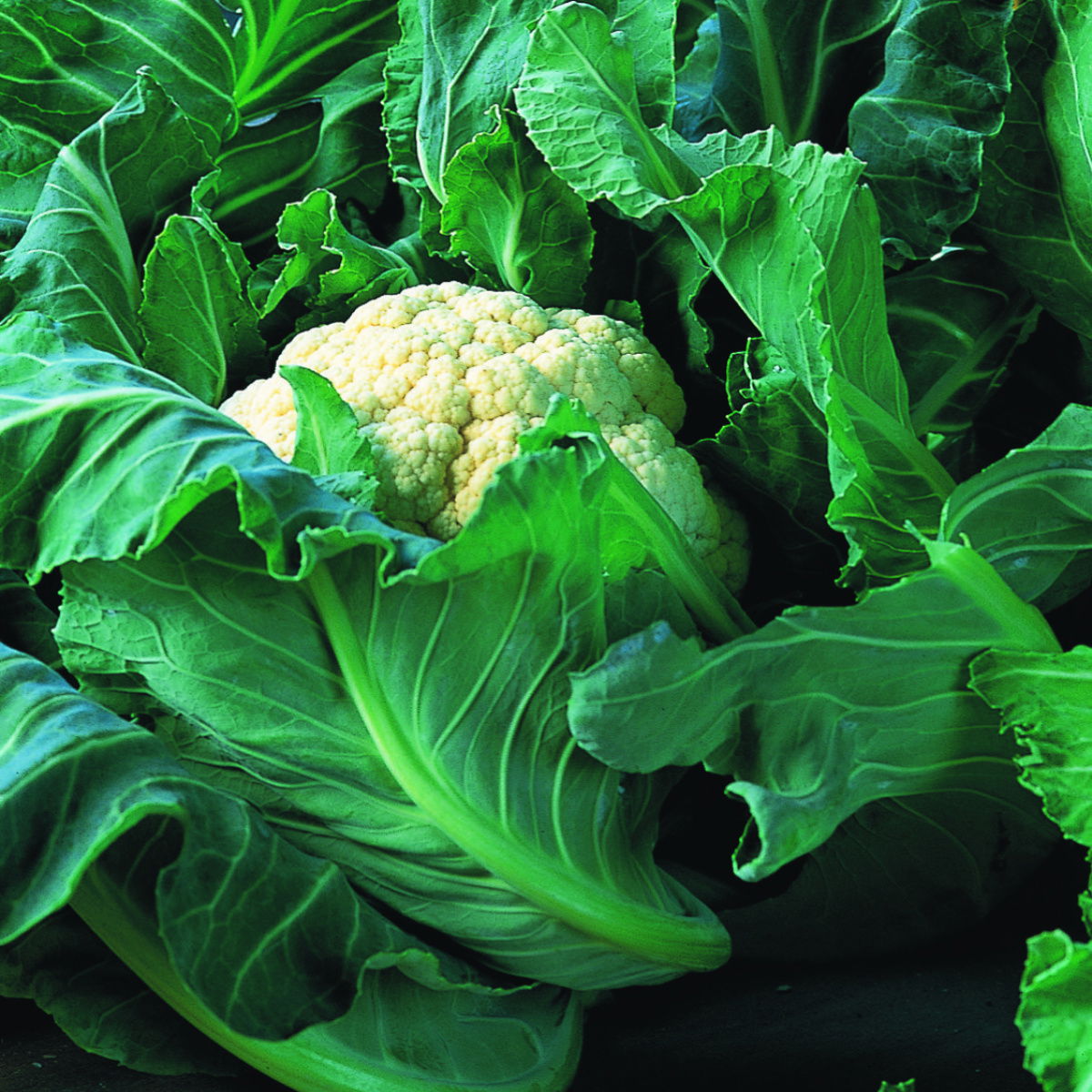 A picture of Delia's Cauliflower and Cape Broccoli ingredient