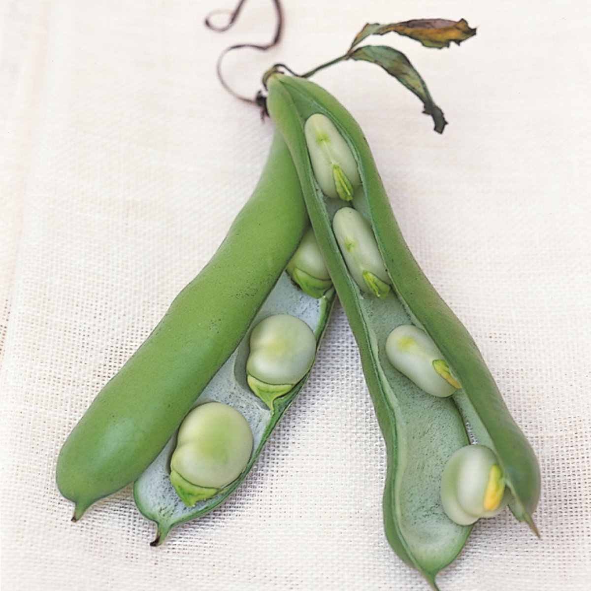A picture of Delia's Broad beans ingredient