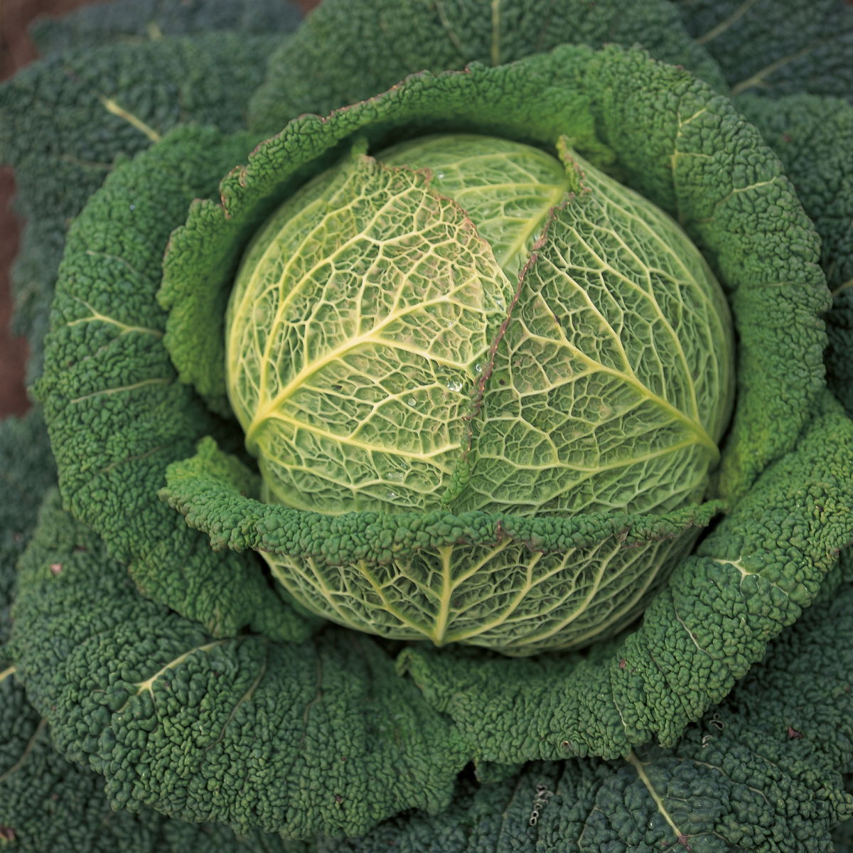 A picture of Delia's Cabbage ingredient