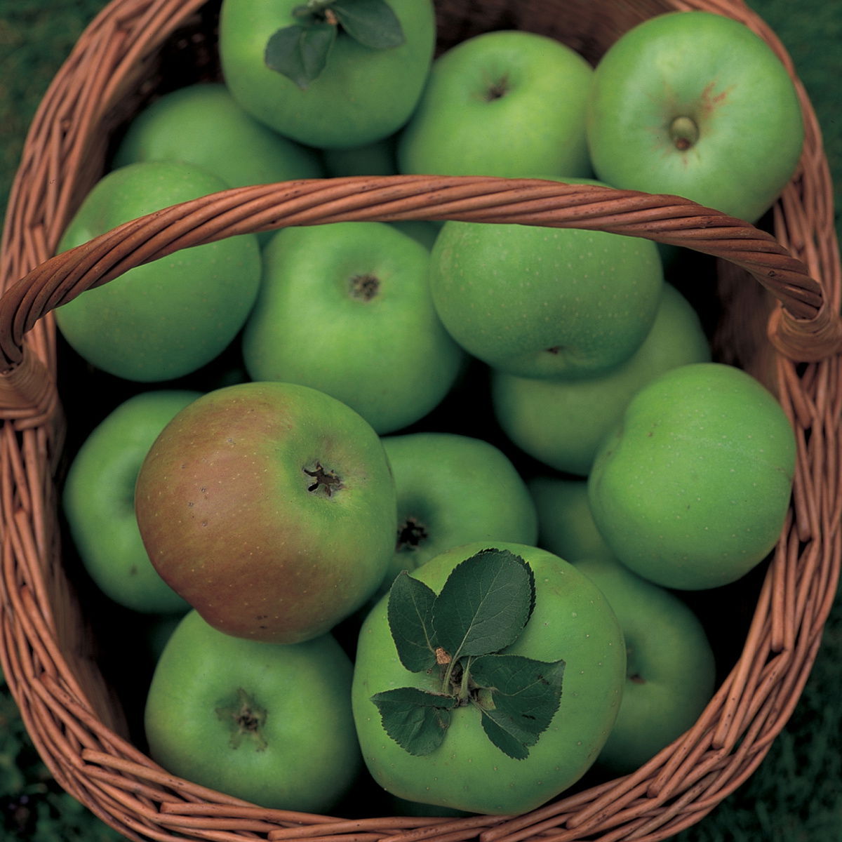 A picture of Delia's Apples ingredient