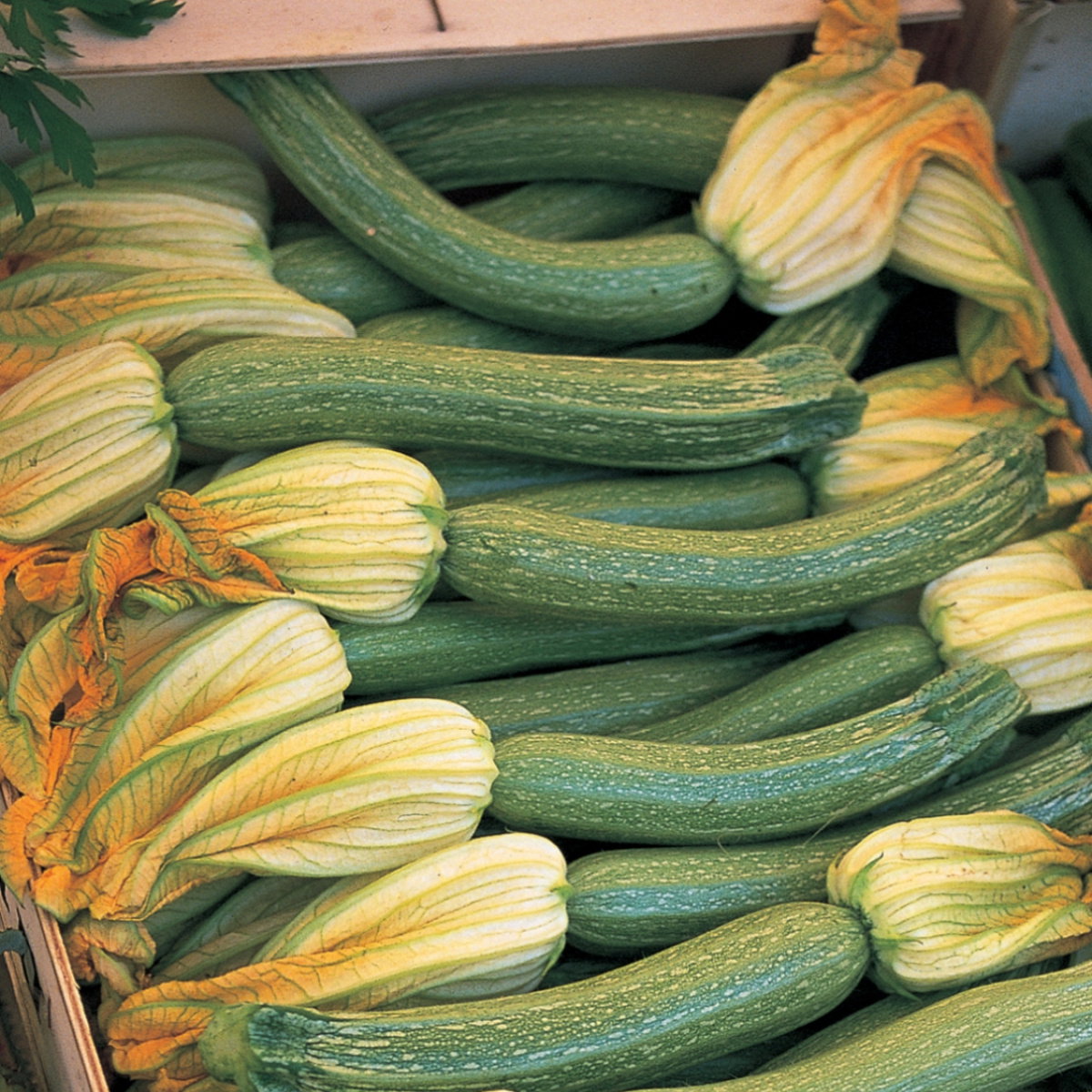 A picture of Delia's Courgettes ingredient