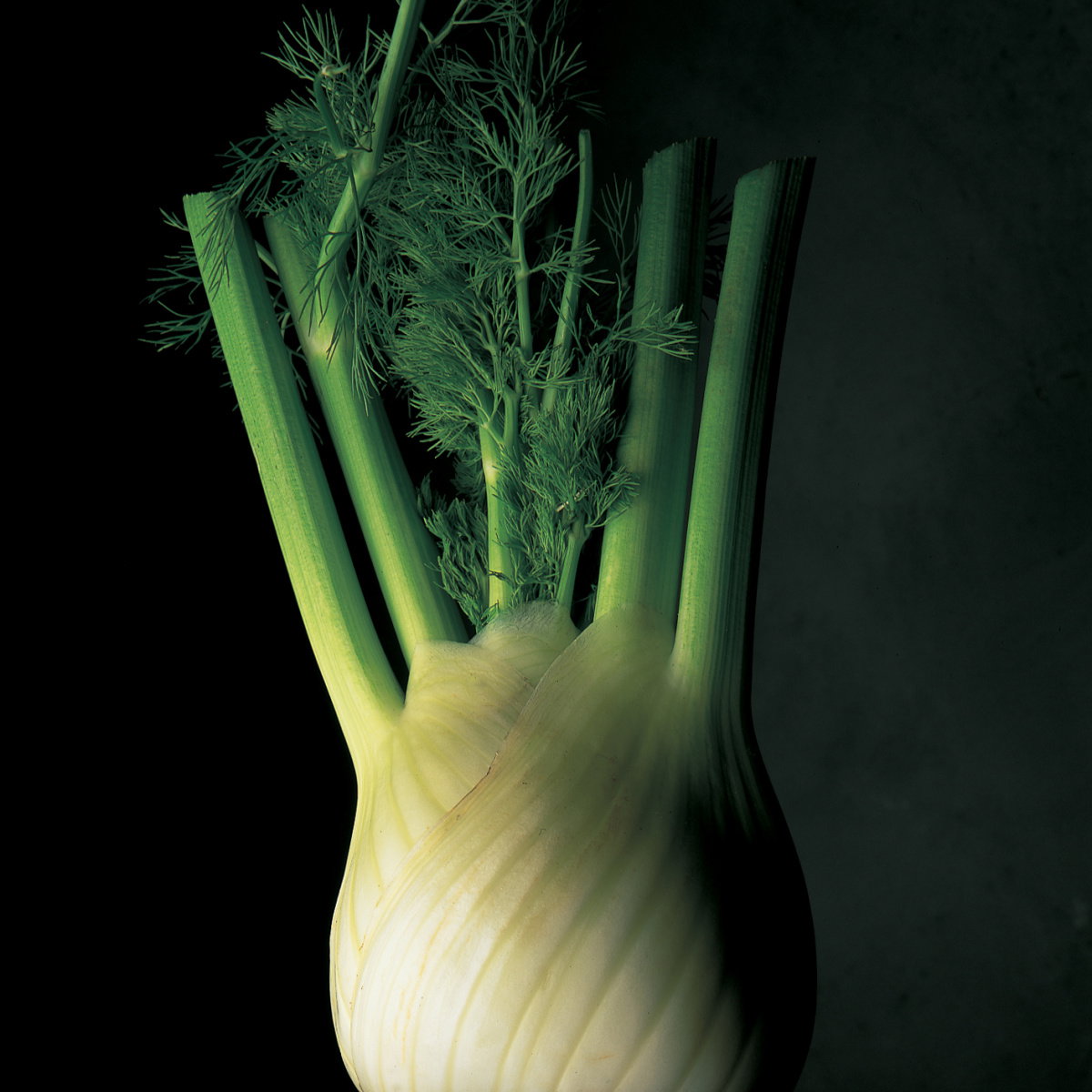 A picture of Delia's Fennel leaves ingredient