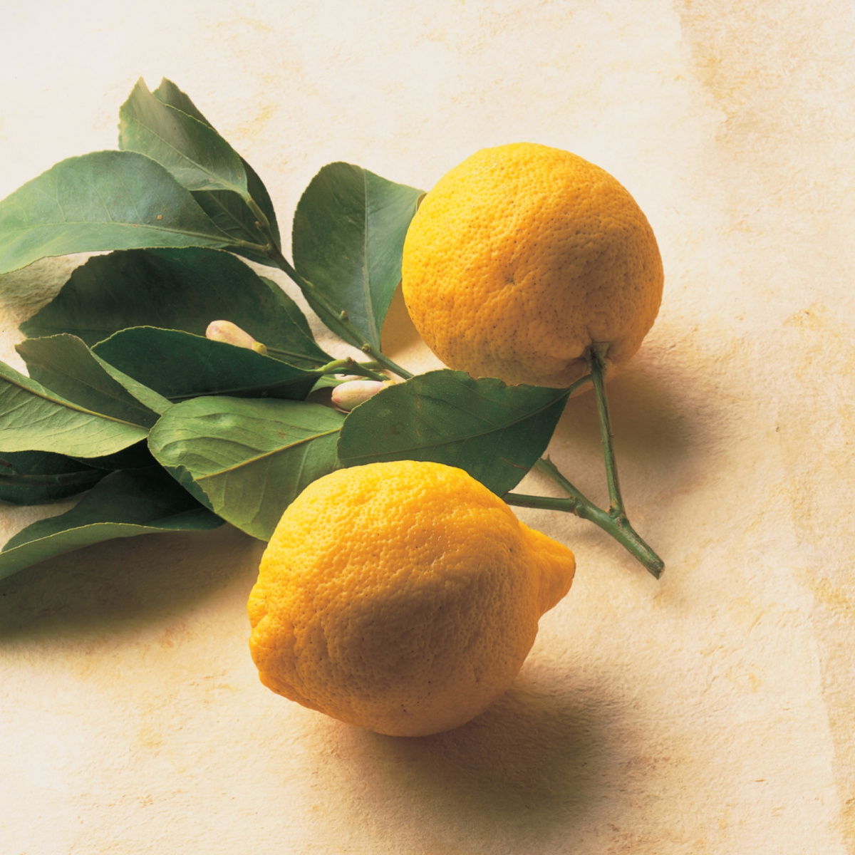 A picture of Delia's Lemons ingredient