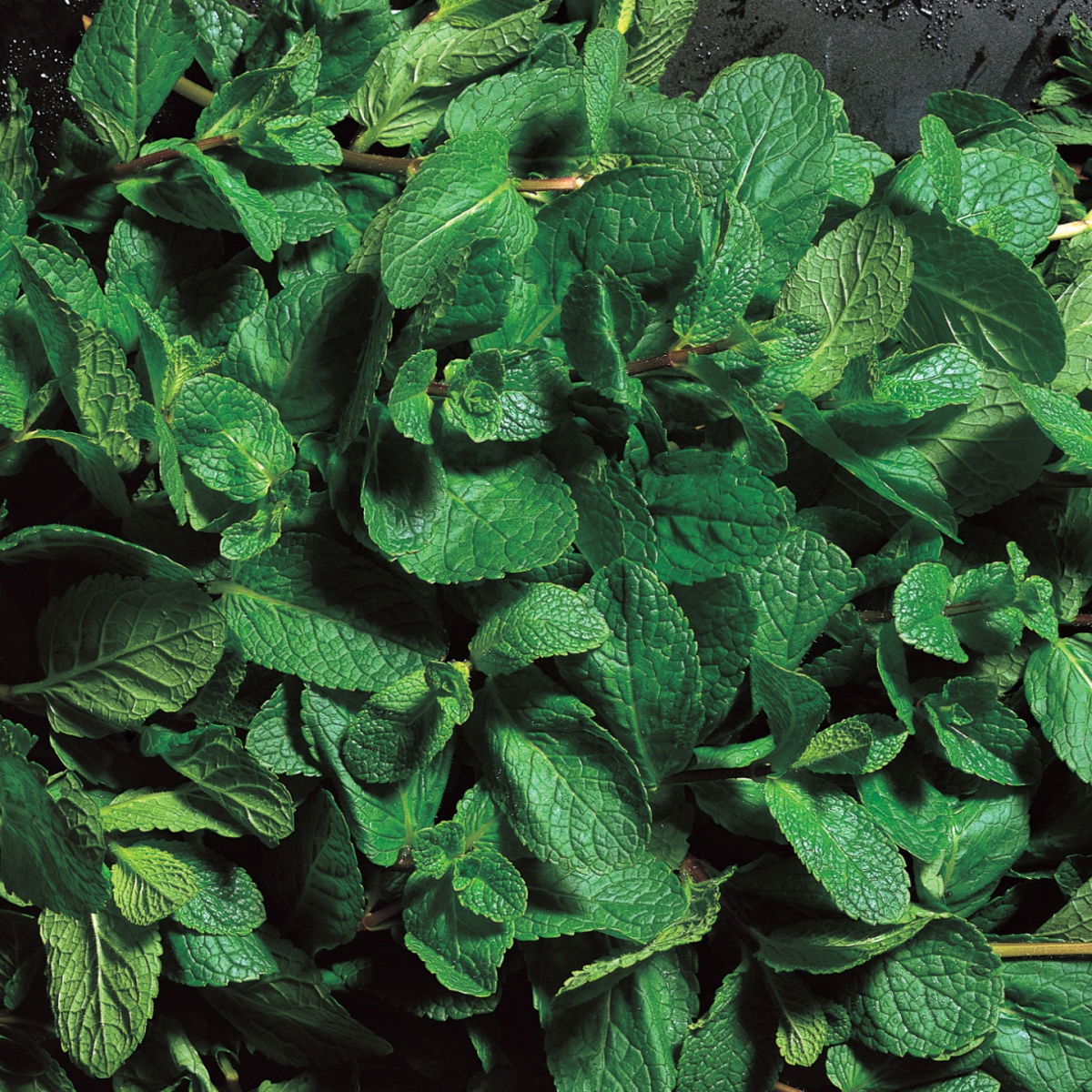 A picture of Delia's Mint ingredient