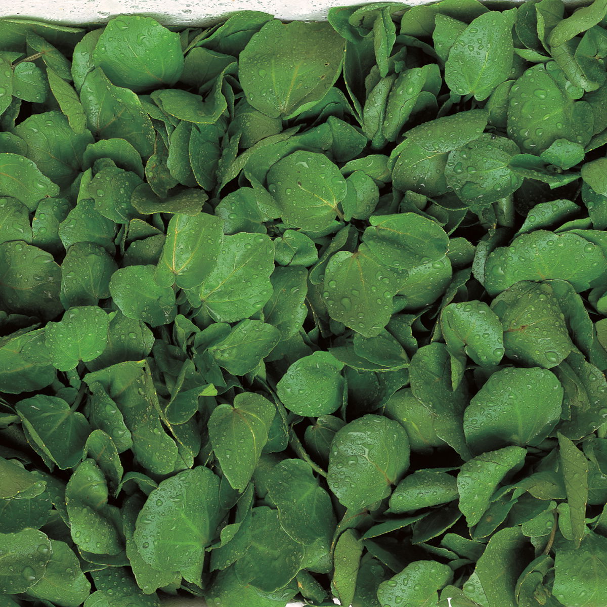 A picture of Delia's Watercress ingredient