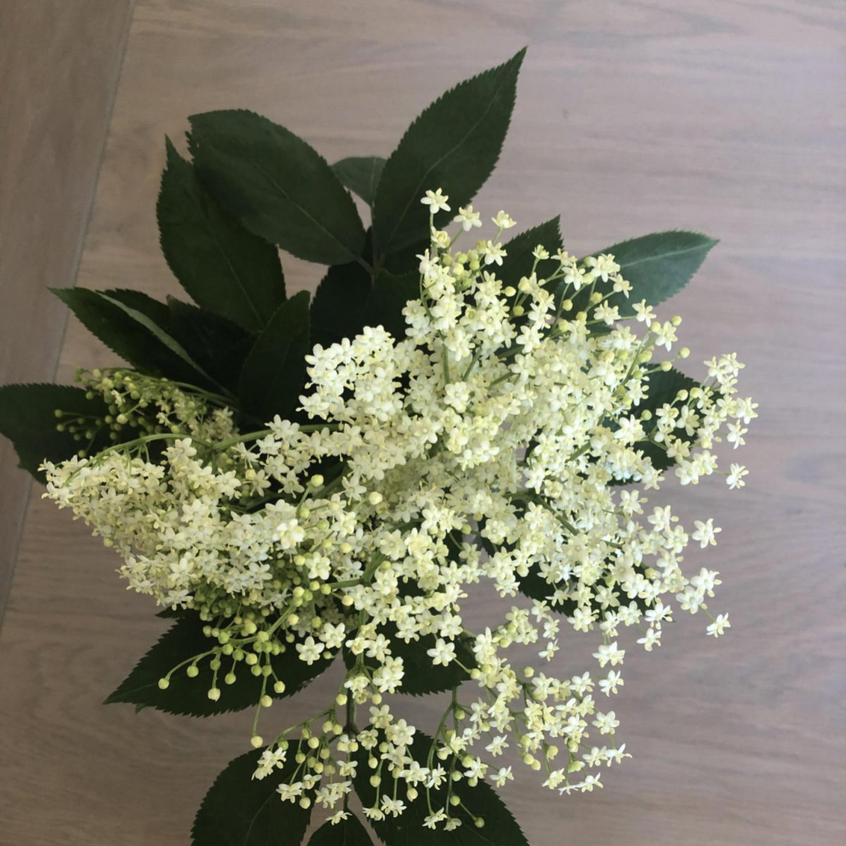 A picture of Delia's Elderflowers ingredient