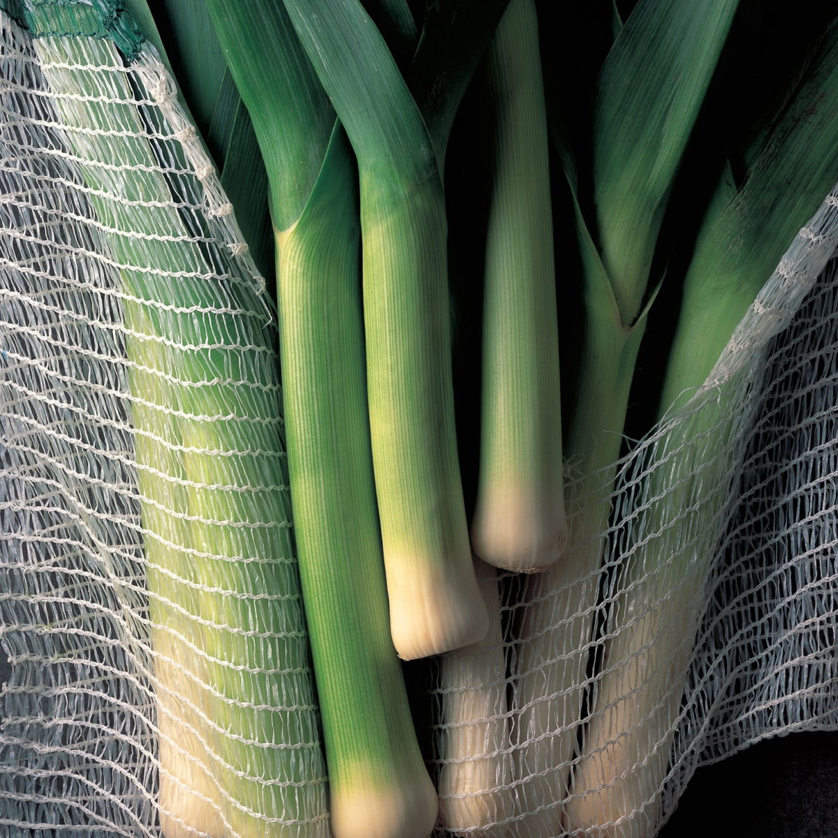 A picture of Delia's Leeks ingredient