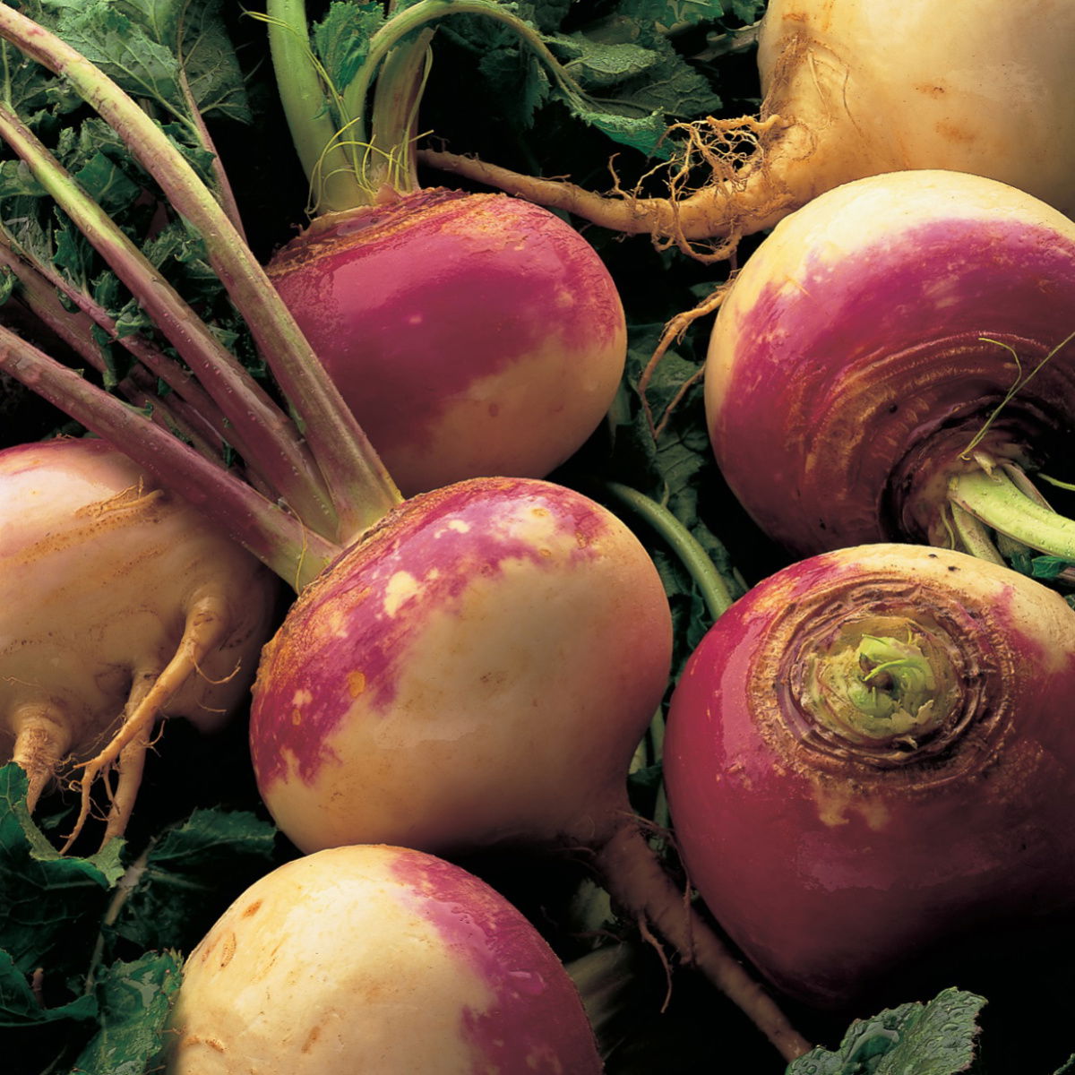 A picture of Delia's Turnips ingredient