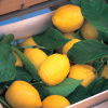 a wooden crate filled wtih ripe lemons